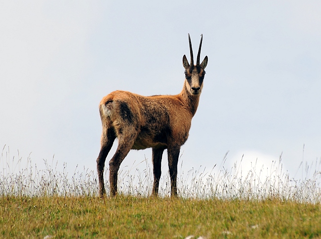 Camoscio d''Abruzzo Rupicapra pyrenaica ornata